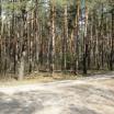 Sklypas Kauno-rajone Parduodamas miškas (pušynas) 5,00 hektarai, gra - NT Portalas.lt