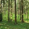 Sklypas Sirvintose Parduodamas 3,06 ha ūkinio miško paskirties skly - NT Portalas.lt