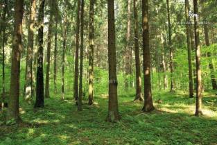 Sklypas Sirvintose Parduodamas 3,06 ha ūkinio miško paskirties skly - NT Portalas.lt